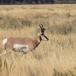 a pronghorn antelope buck on the Wyoming prairie