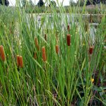 cattails