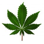 marijuana leaf