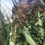 phragmites