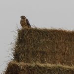 hawk and hay