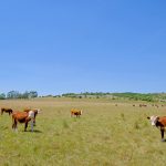 Nice Herd Of Free Range Cows Cattle On Pasture, Uruguay, South A