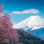 Mountain Fuji And Pink Cherry Blossom Sakura Tree On Blue Sky Wh