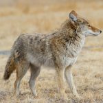 Wild Coyote In The Rocky Mountains Of Colorado