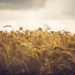 Wheat Field Background. Close Up Image Of Wheat Field. Wheat Fie