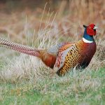 Pheasant