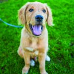 dog on leash