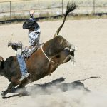 Cowboy Riding Bull