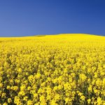 canola