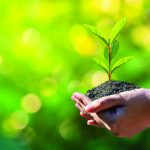 environment Earth Day In the hands of trees growing seedlings. Bokeh green Background Female hand holding tree on nature field grass Forest conservation concept